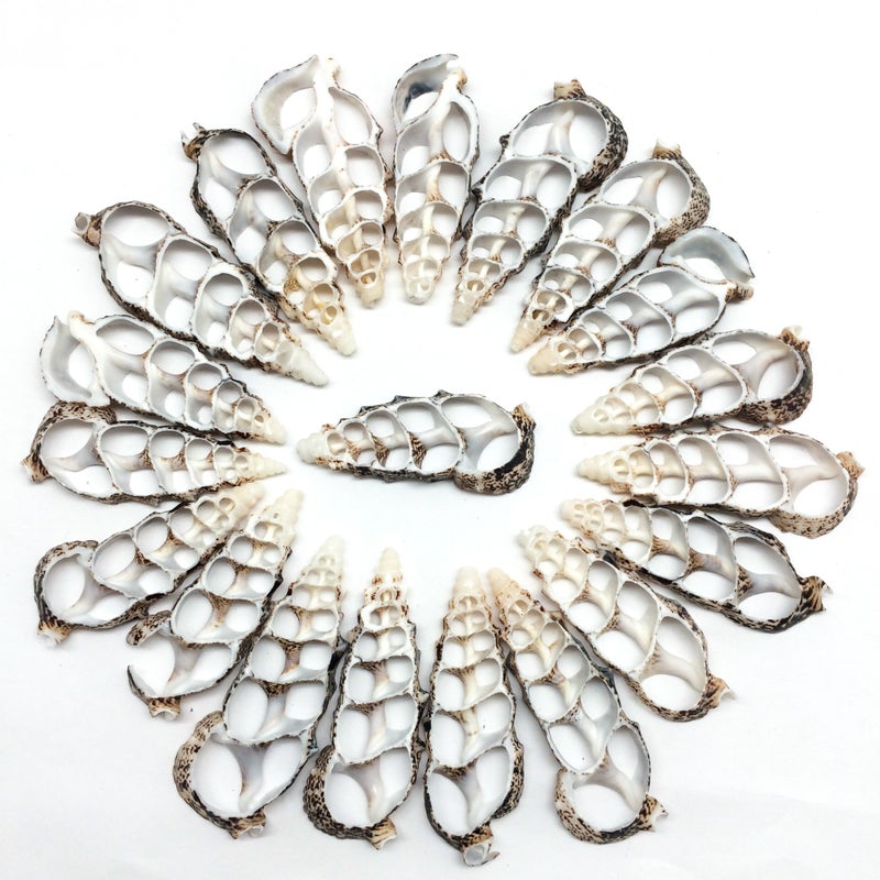 PEPPERLONELY 20 PC Center Cut Cerithium Aloco Sea Shells, 2~2-1/2 Inch - Image 1
